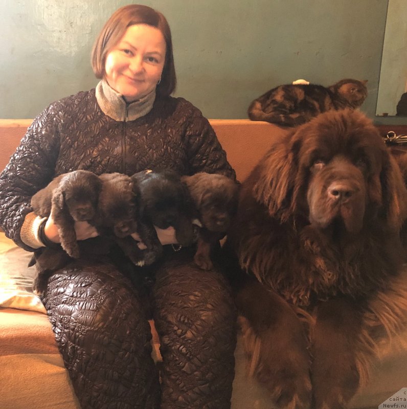 Фото: ньюфаундленд Aquatoriya Kelvin Virineya (Акватория Келвин Виринея)