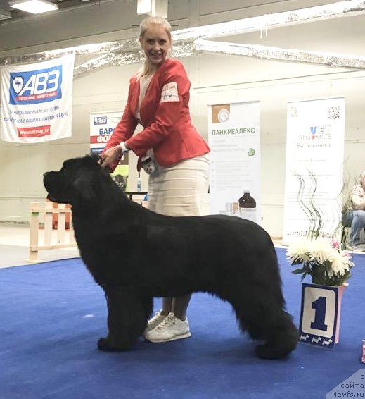 Фото: ньюфаундленд Akvatoriya Kelvin Oridjinal YEdishen (Акватория Келвин Ориджинал Эдишен)