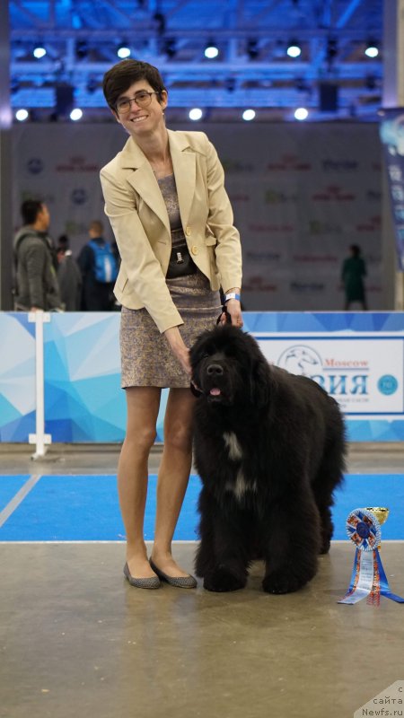 Фото: ньюфаундленд Akvatoriya Kelvin Oridjinal YEdishen (Акватория Келвин Ориджинал Эдишен)