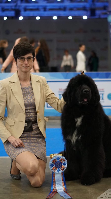 Фото: ньюфаундленд Akvatoriya Kelvin Oridjinal YEdishen (Акватория Келвин Ориджинал Эдишен)