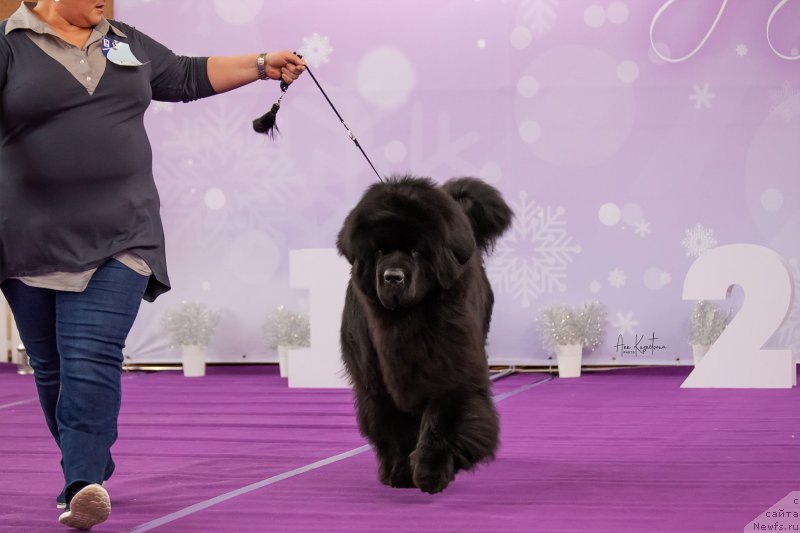 Фото: ньюфаундленд Darkflight Maryland (Даркфлайт Мэриленд)