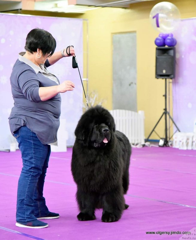 Фото: ньюфаундленд Darkflight Maryland (Даркфлайт Мэриленд)