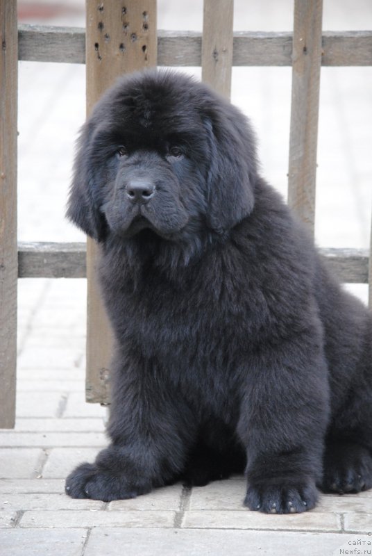 Фото: ньюфаундленд Moya Stihiya Tor Odinson (Моя Стихия Тор Одинсон)