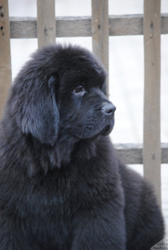 Фото: ньюфаундленд Moya Stihiya Tor Odinson (Моя Стихия Тор Одинсон)