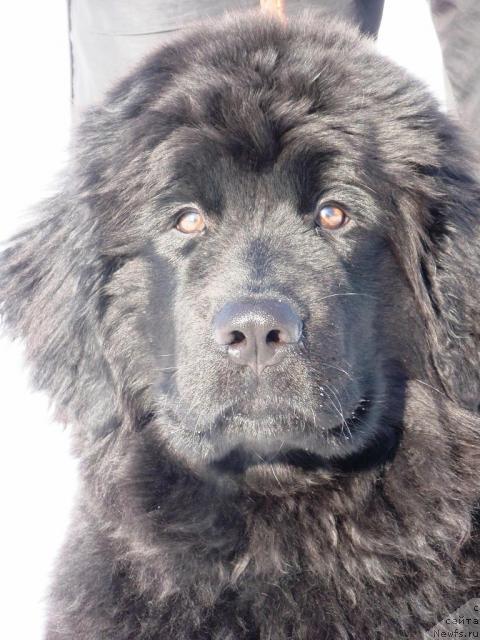 Фотография № 24572