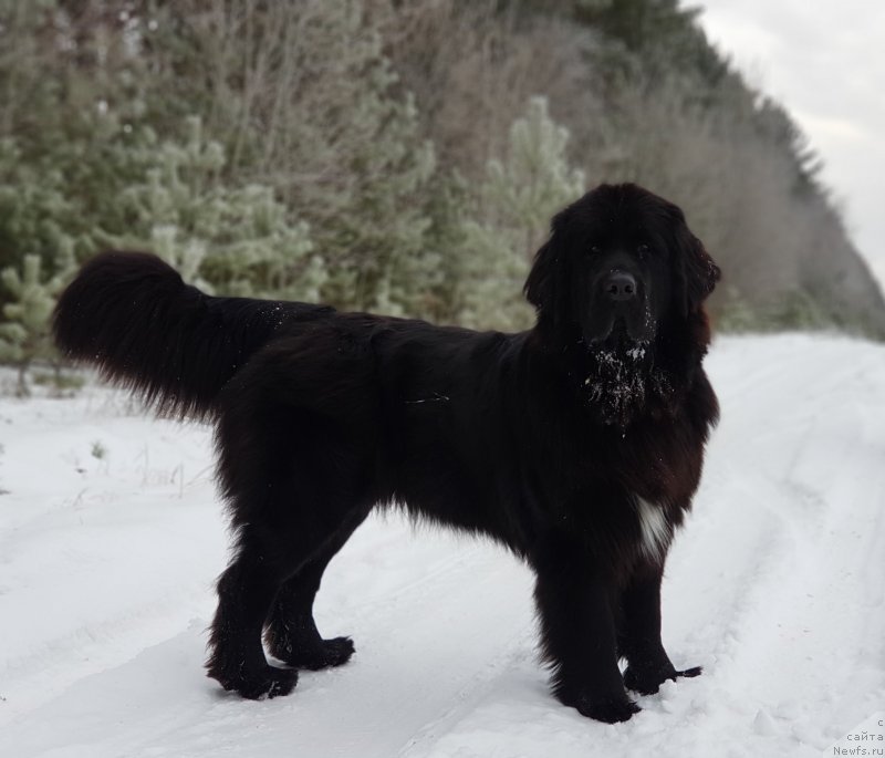 Фото: ньюфаундленд Laskoy Sogrevayuschaya Laika (Лаской Согревающая Лаика)