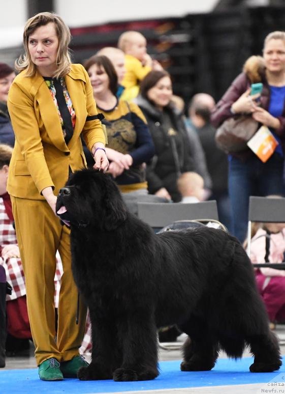 Фото: ньюфаундленд Smigar Agday Virtus (Смигар Агдай Виртус)