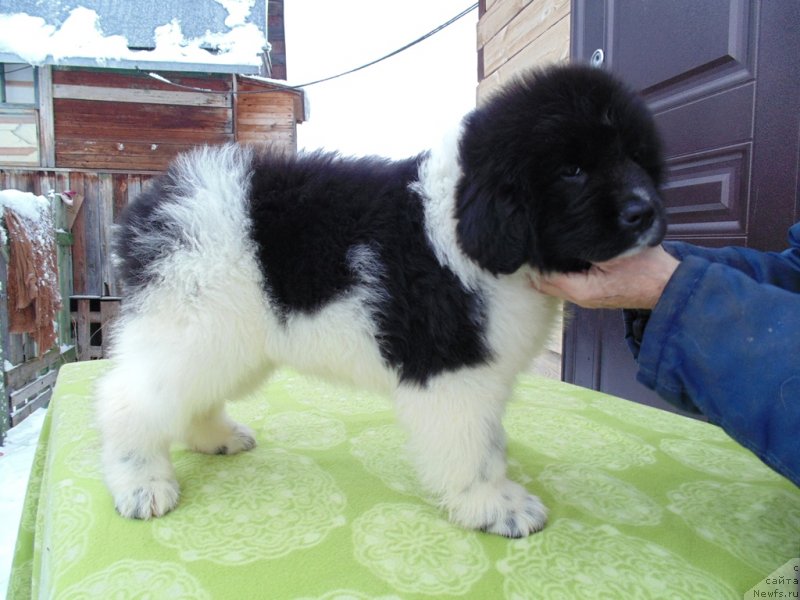 Фото: ньюфаундленд Koyvu ot Karel'skih Medvedey (Койву от Карельских Медведей)