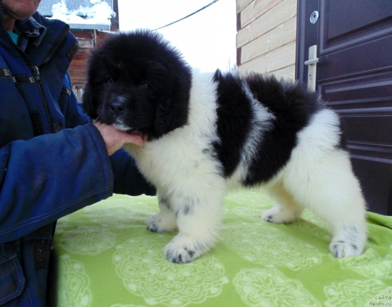 Фото: ньюфаундленд Koyvu ot Karel'skih Medvedey (Койву от Карельских Медведей)