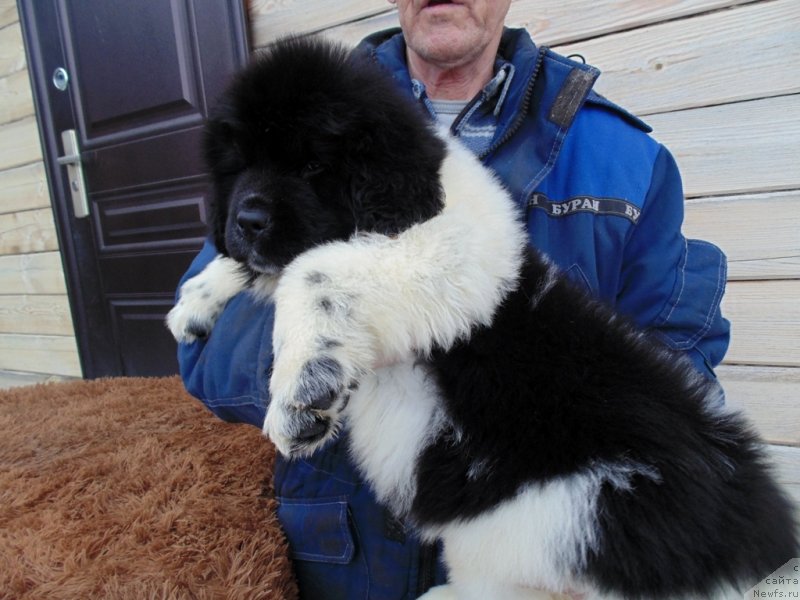 Фото: ньюфаундленд Laplandiya ot Karel'skih Medvedey (Лапландия от Карельских Медведей)