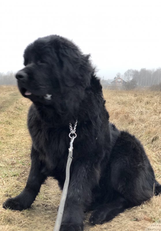 Фото: ньюфаундленд Charlotta Brownblood iz Antagrada (Чарлотта Браунблад из Антаграда)