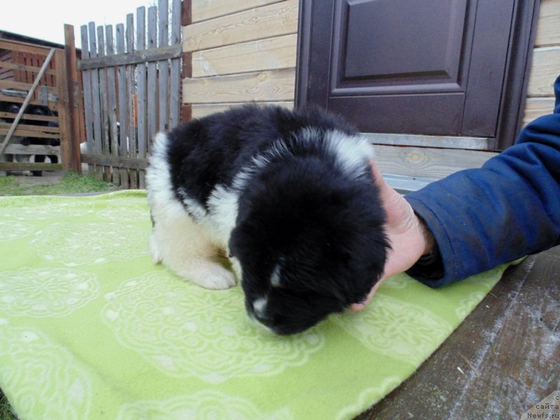 Фото: ньюфаундленд Kontio ot Karel'skih Medvedey (Контио от Карельских Медведей)