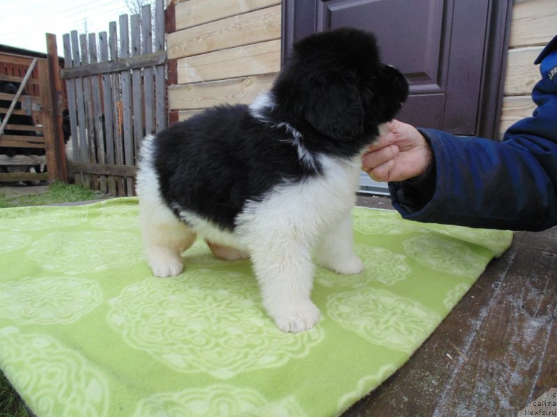 Фото: ньюфаундленд Kontio ot Karel'skih Medvedey (Контио от Карельских Медведей)