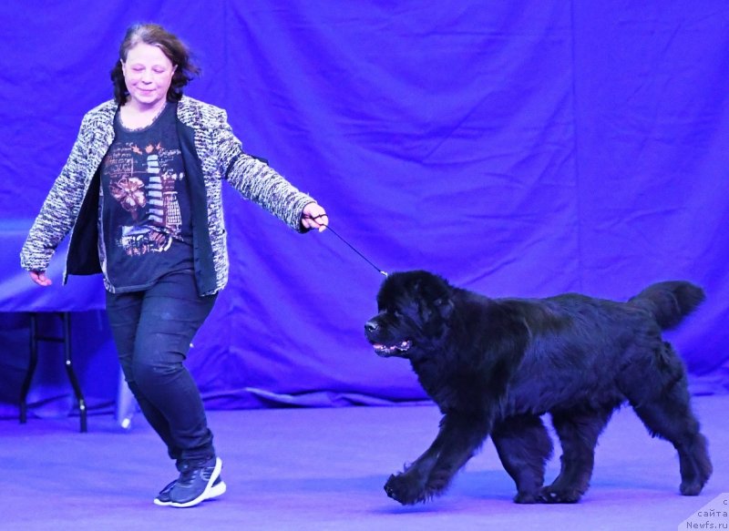 Фото: ньюфаундленд Tselogo Mira Malo iz Arkaima (Целого Мира Мало из Аркаима)