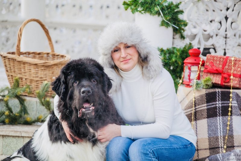 Фото: ньюфаундленд Plushevaya Panda Ferrero Rond Noir (Плюшевая Панда Ферреро Ронд Нуар)