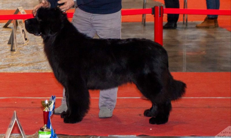 Фото: ньюфаундленд Vyatskiy Medved' Princessa Proline (Вятский Медведь Принцесса Пролине)