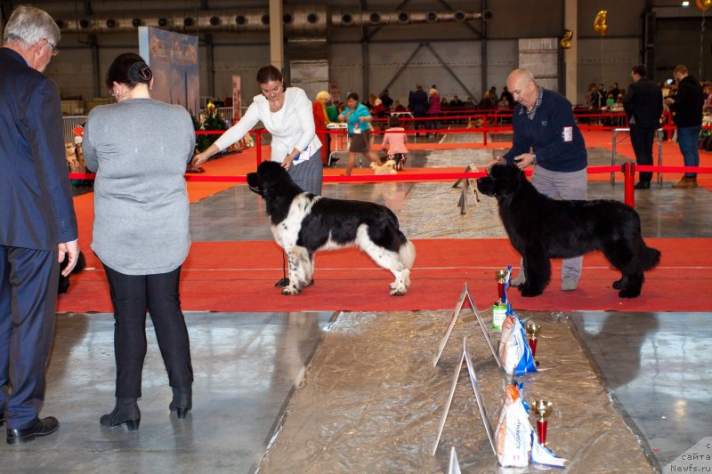 Фото: ньюфаундленд Vyatskiy Medved' Princessa Proline (Вятский Медведь Принцесса Пролине)
