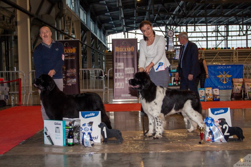 Фото: ньюфаундленд Vyatskiy Medved' Princessa Proline (Вятский Медведь Принцесса Пролине)