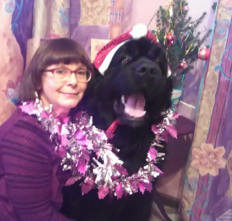 Фото: ньюфаундленд Akvatoriya Kelvin Zlata (Акватория Келвин Злата)