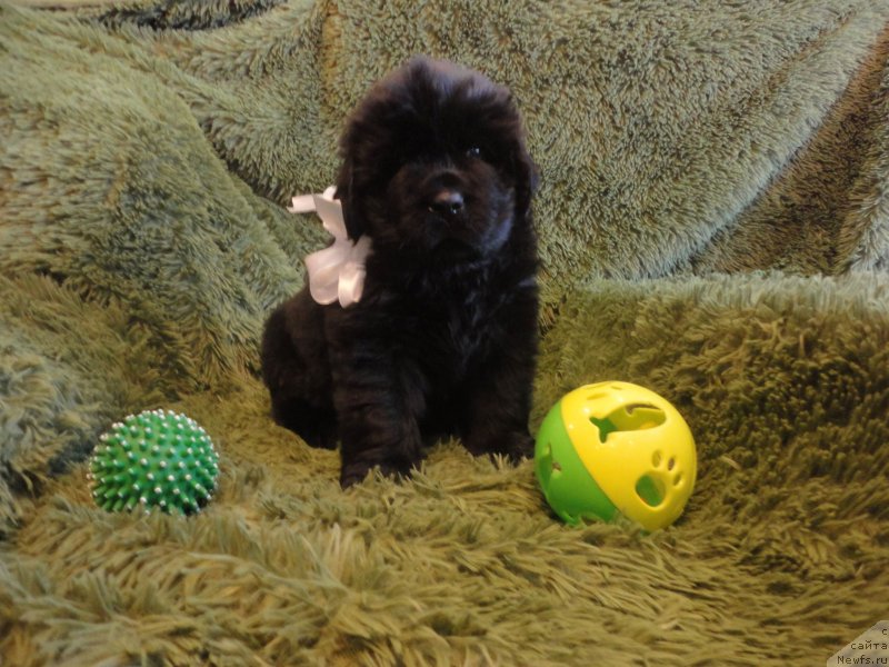 Фото: ньюфаундленд Elisey Infant (Елисей Инфант)