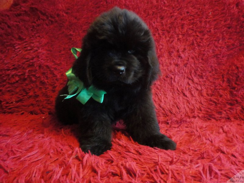 Фото: ньюфаундленд Enisey SHeval'e (Енисей Шевалье)