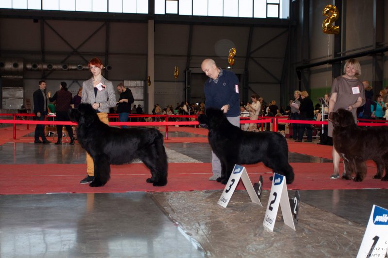 Фото: ньюфаундленд Sent Djons Exclusive (Сент Джонс Эксклюзив)