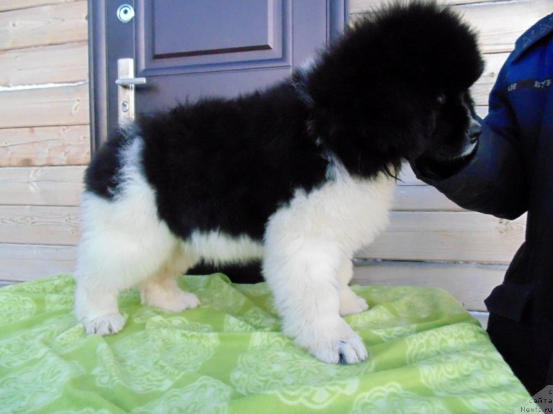 Фото: ньюфаундленд Kontio ot Karel'skih Medvedey (Контио от Карельских Медведей)