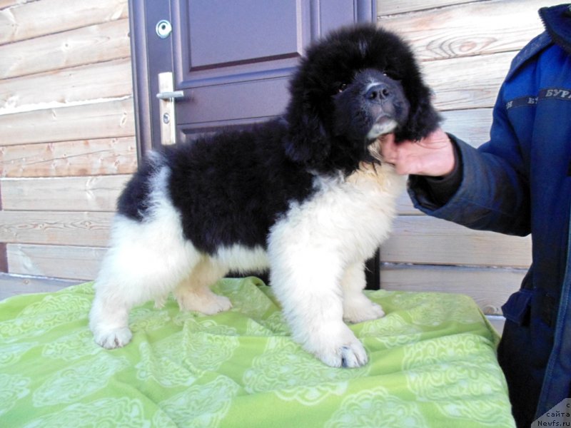 Фото: ньюфаундленд Kontio ot Karel'skih Medvedey (Контио от Карельских Медведей)