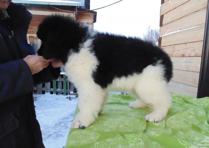 Фото: ньюфаундленд Kontio ot Karel'skih Medvedey (Контио от Карельских Медведей)