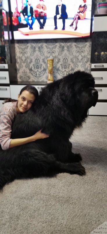 Фото: ньюфаундленд Dark Pride Van Gogh (Дак Прайд Ван Гог)