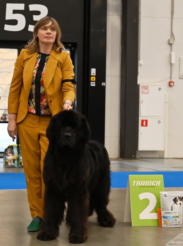 Фото: ньюфаундленд Super Premium Excellent Excess (Супер Премиум Экселенс Эксесс)