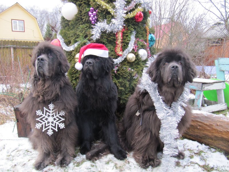 Фото: ньюфаундленд Dyurbahler Klab Al'faretta Vin'etta (Дюрбахлер Клаб Альфаретта Виньетта), ньюфаундленд Richchi s Berega Dona (Риччи с Берега Дона), ньюфаундленд Melty Wave Marine Tifeya (Мелти Вейв Марин Тифея)