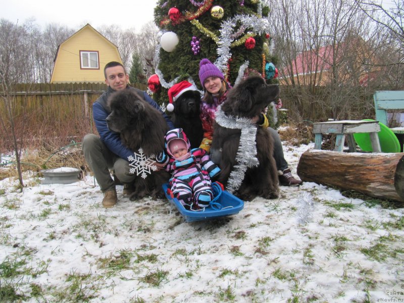 Фото: ньюфаундленд Dyurbahler Klab Al'faretta Vin'etta (Дюрбахлер Клаб Альфаретта Виньетта), ньюфаундленд Richchi s Berega Dona (Риччи с Берега Дона), ньюфаундленд Melty Wave Marine Tifeya (Мелти Вейв Марин Тифея), Anastasiya Kireeva (Анастасия Киреева)