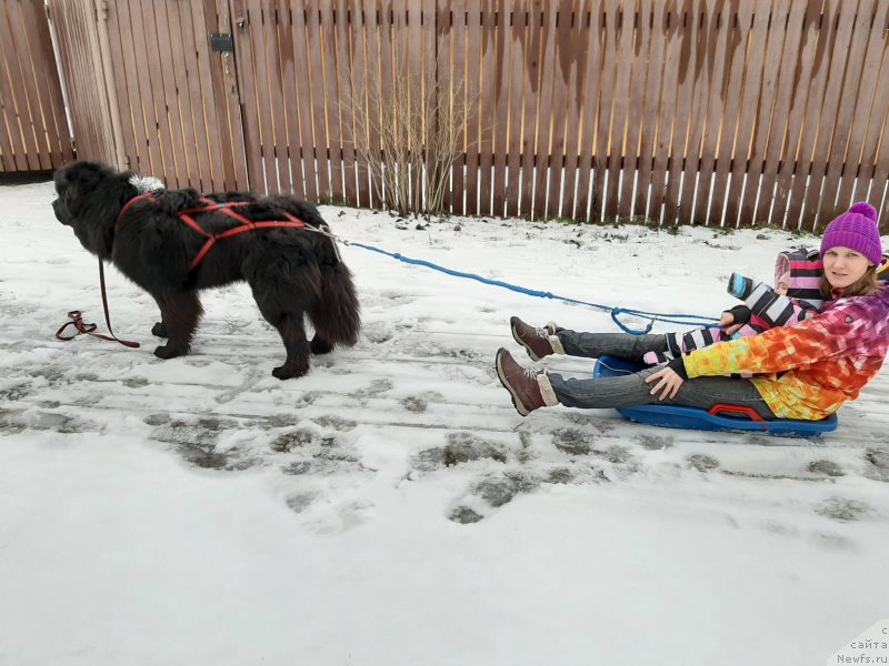 Фото: ньюфаундленд Richchi s Berega Dona (Риччи с Берега Дона), Anastasiya Kireeva (Анастасия Киреева)