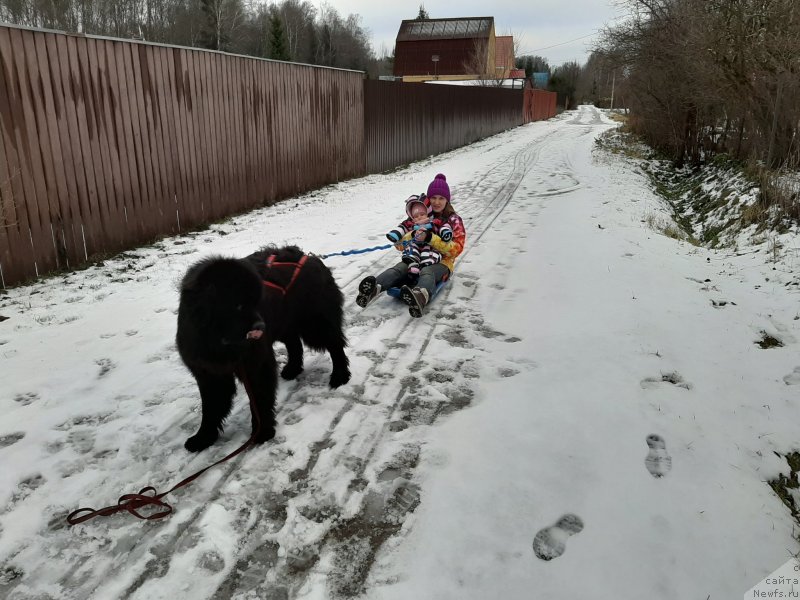 Фото: ньюфаундленд Richchi s Berega Dona (Риччи с Берега Дона), Anastasiya Kireeva (Анастасия Киреева)