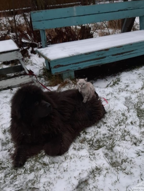 Фото: ньюфаундленд Melty Wave Marine Tifeya (Мелти Вейв Марин Тифея)