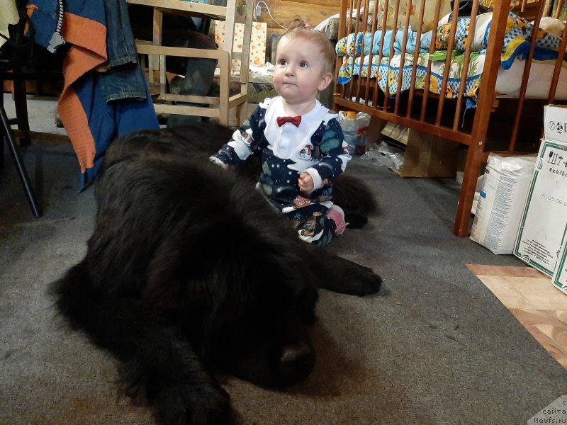 Фото: ньюфаундленд Richchi s Berega Dona (Риччи с Берега Дона)