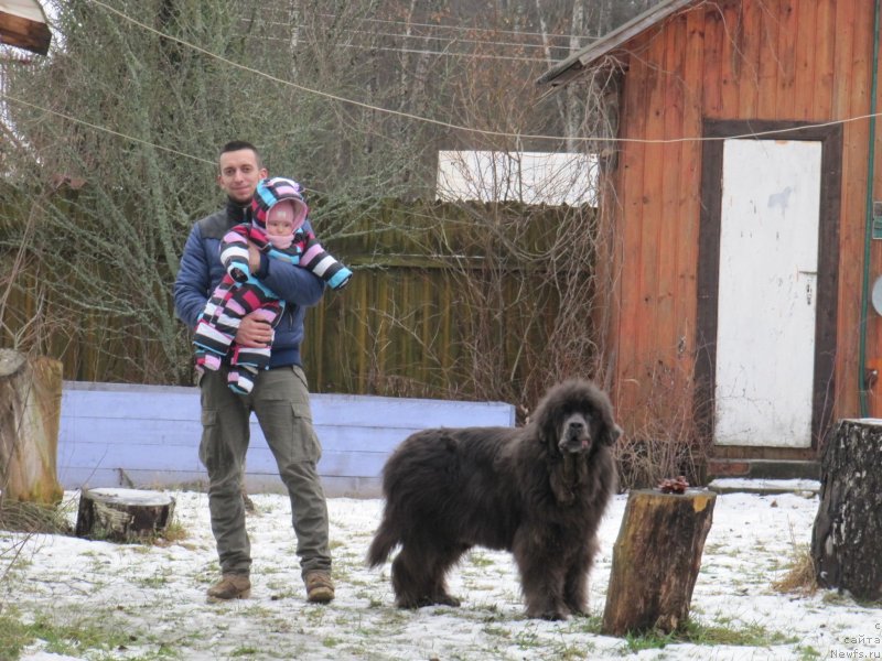 Фото: ньюфаундленд Dyurbahler Klab Al'faretta Vin'etta (Дюрбахлер Клаб Альфаретта Виньетта)