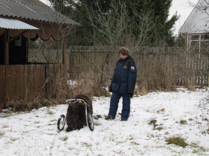 Фото: ньюфаундленд Melty Wave Marine Tifeya (Мелти Вейв Марин Тифея), Anna Petrushkina (Анна Петрушкина)
