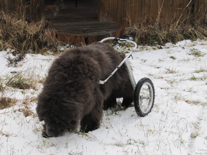 Фото: ньюфаундленд Melty Wave Marine Tifeya (Мелти Вейв Марин Тифея)