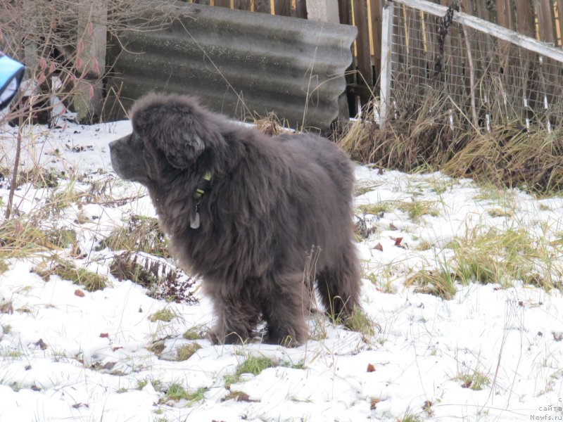 Фото: ньюфаундленд Dyurbahler Klab Al'faretta Vin'etta (Дюрбахлер Клаб Альфаретта Виньетта)