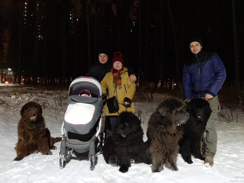 Фото: ньюфаундленд Ocharovashka s Berega Dona (Очаровашка с Берега Дона), ньюфаундленд Masyanya Grand Byebi (Масяня Гранд Бэби), ньюфаундленд Dyurbahler Klab Al'faretta Vin'etta (Дюрбахлер Клаб Альфаретта Виньетта), ньюфаундленд Richchi s Berega Dona (Риччи с Берега Дона)