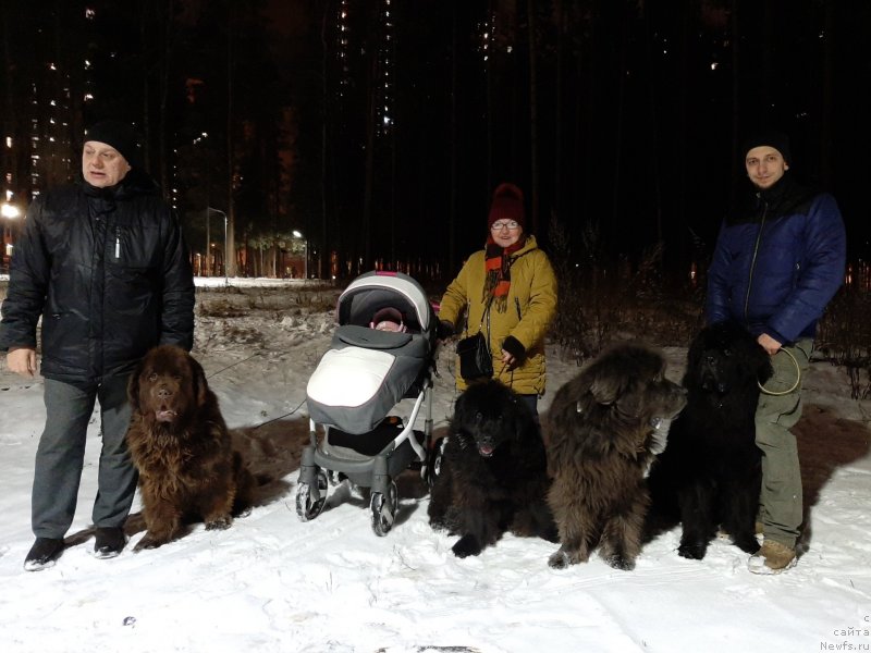 Фото: ньюфаундленд Ocharovashka s Berega Dona (Очаровашка с Берега Дона), ньюфаундленд Masyanya Grand Byebi (Масяня Гранд Бэби), ньюфаундленд Dyurbahler Klab Al'faretta Vin'etta (Дюрбахлер Клаб Альфаретта Виньетта), ньюфаундленд Richchi s Berega Dona (Риччи с Берега Дона)