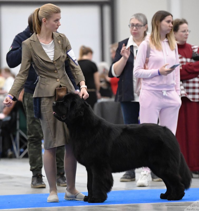 Фото: ньюфаундленд Smigar Glade Spring (Смигар Глейд Спринг)