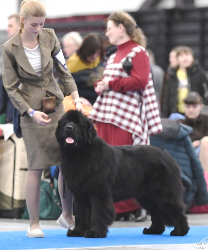 Фото: ньюфаундленд Smigar Glade Spring (Смигар Глейд Спринг)