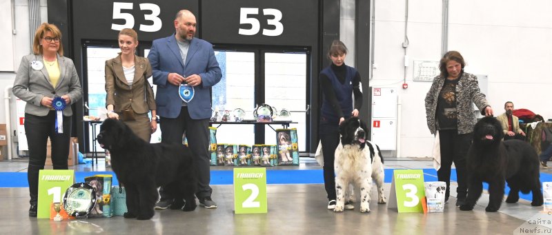 Фото: ньюфаундленд Smigar Glade Spring (Смигар Глейд Спринг)