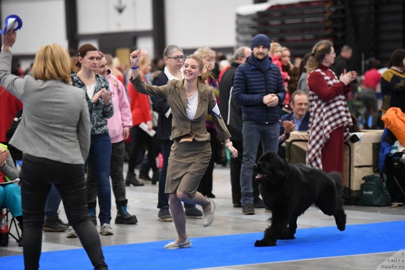 Фото: ньюфаундленд Smigar Glade Spring (Смигар Глейд Спринг)