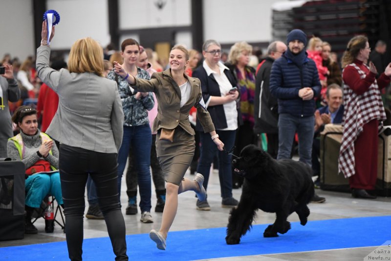 Фото: ньюфаундленд Smigar Glade Spring (Смигар Глейд Спринг)
