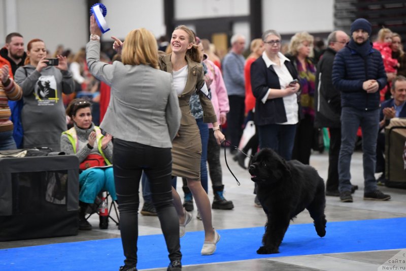 Фото: ньюфаундленд Smigar Glade Spring (Смигар Глейд Спринг)