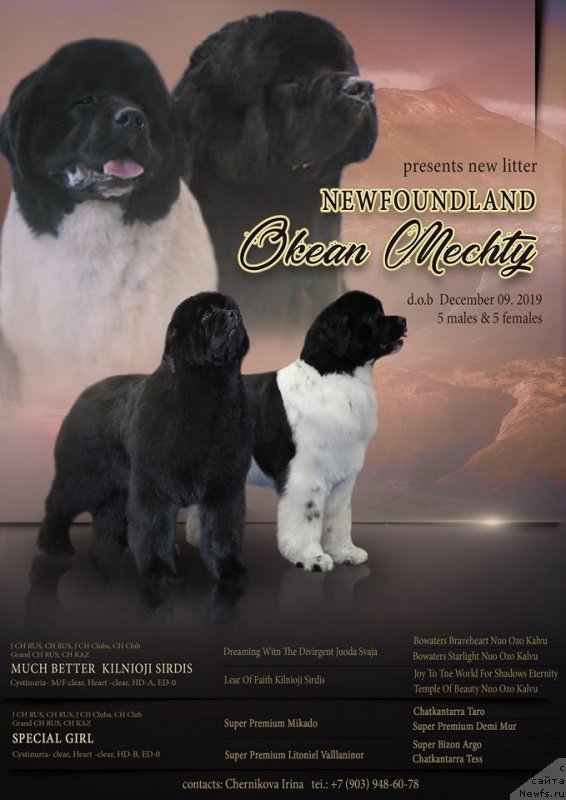 Фото: ньюфаундленд Much Better Kilnioji Sirdis, ньюфаундленд Special Girl (Специал Герл)
